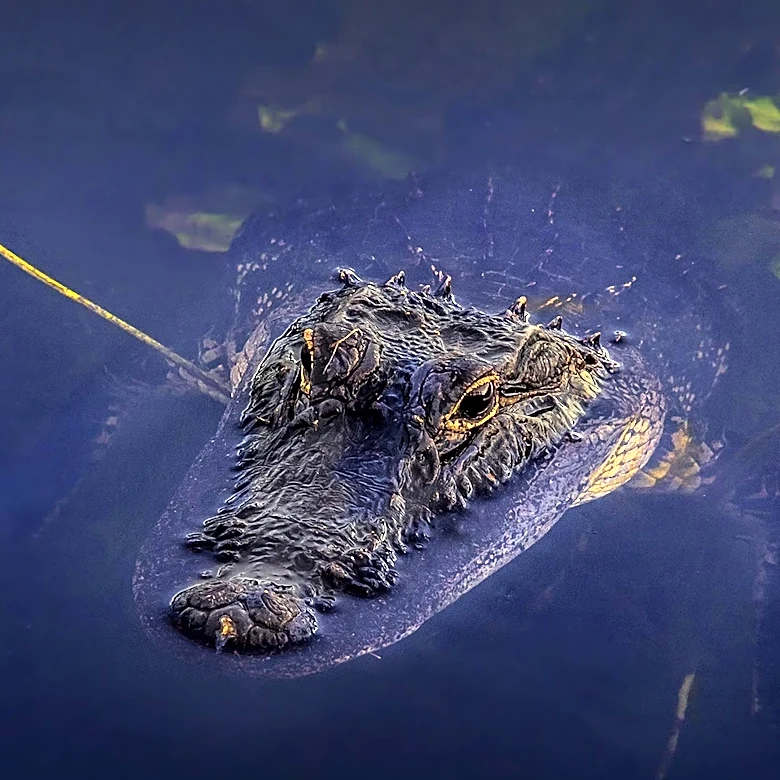 Florida Nuclear Plant's Canals Become Habitat for American Crocodiles