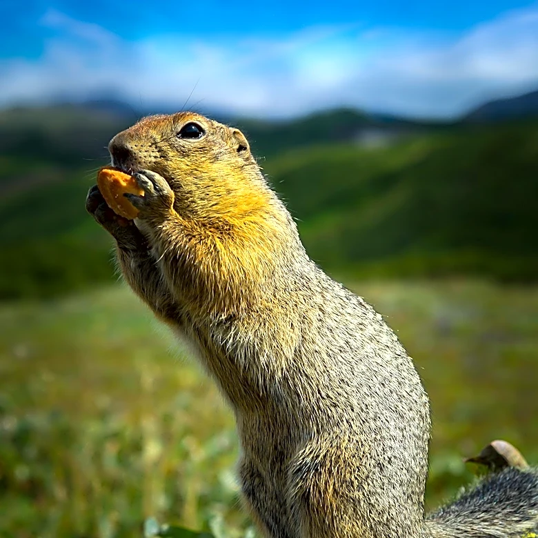 Study Reveals Kinship Influences Spatial Organization in Asocial Ground Squirrels