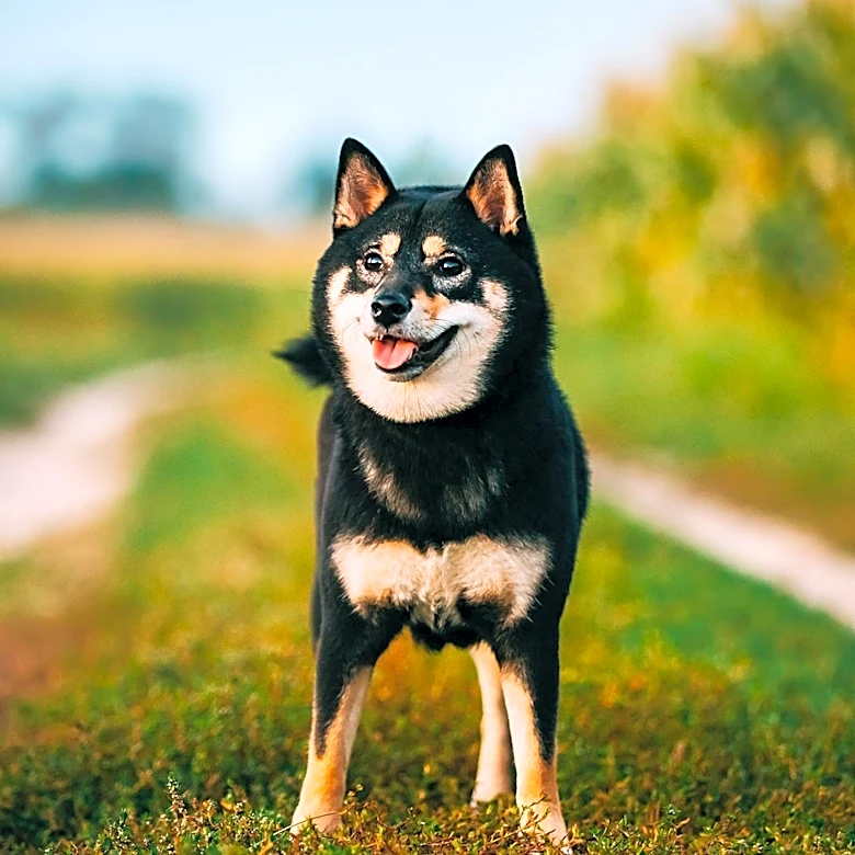 GAO Report Highlights Missing Records in DOGE Ethics Compliance
