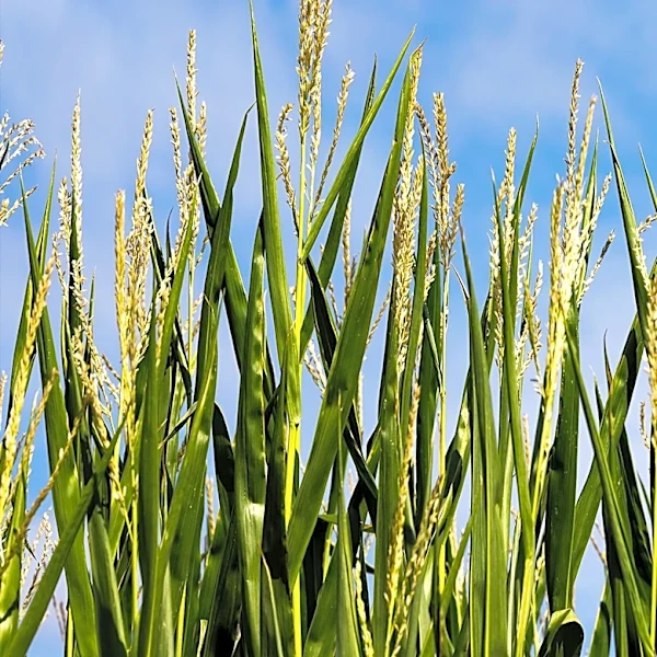 Iowa Sees Slower Crop Disease Progression Amidst Tar Spot Concerns