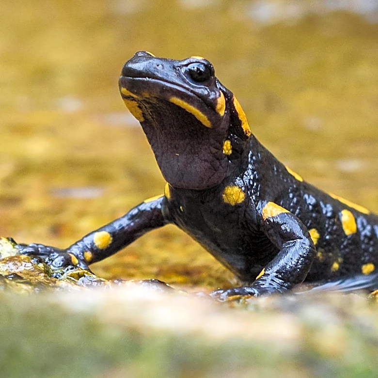 New Ice Age Amphibian Species Discovered at La Brea Tar Pits