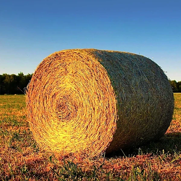 Henderson County to Vote on $25 Million Farmland Preservation Bond