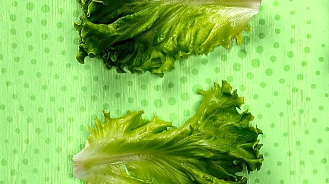 Michigan Eases Lettuce Advisory as Cyclosporiasis Cases Decline