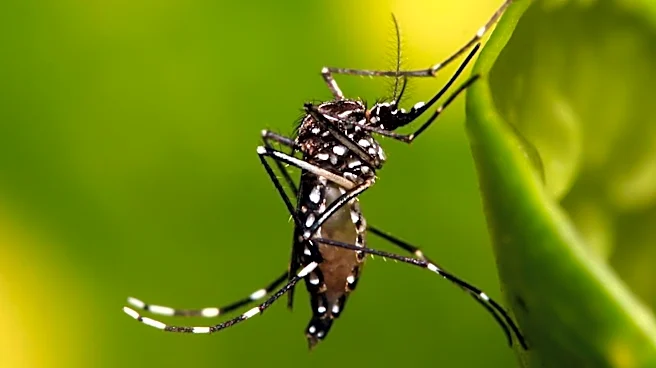 Virginia Reports First Locally Acquired Dengue Case Amid Global Surge