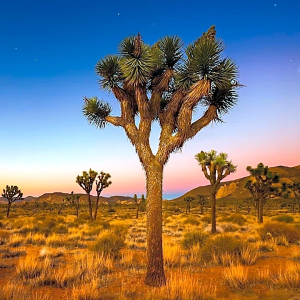 California Utilizes New Software to Aid Recovery of Joshua Trees After 2020 Dome Fire