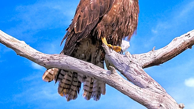 Big Bear Eagle Jackie Undergoes Medical Tests Amid Health Concerns