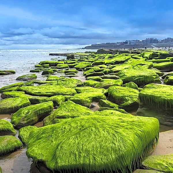 50 Massachusetts Beaches Closed Due to Bacteria and Algae Concerns Amid Heatwave