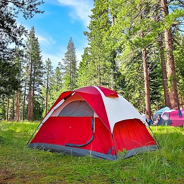 Black Hills National Forest Implements 14-Day Camping Limit to Protect Resources