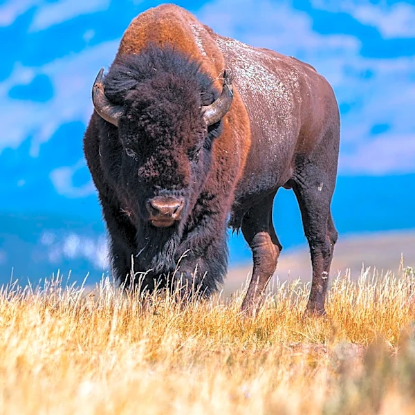 Genomic Study of North American Bison Aims to Enhance Conservation Efforts
