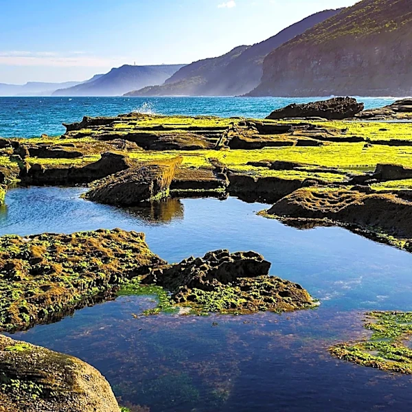California Research Institutions Launch DNA Barcode Project to Document Tide Pool Biodiversity