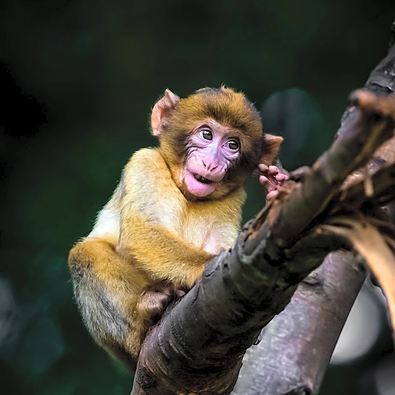 China's Pharma Industry Faces Primate Shortage Amid Rising Drug Development Demands