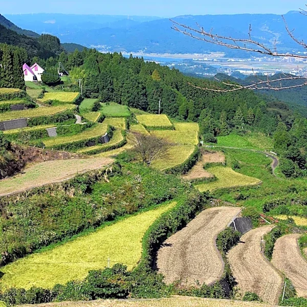 Japan and Vietnam Expand Decarbonization Efforts to Agriculture and Carbon Credits