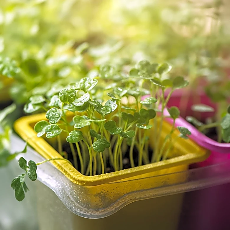Arya Satheesh Develops Plant-Based Plastic to Combat Microplastic Pollution