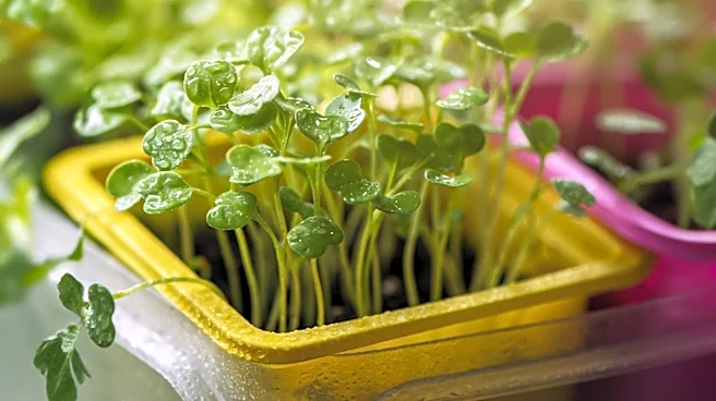 Arya Satheesh Develops Plant-Based Plastic to Combat Microplastic Pollution