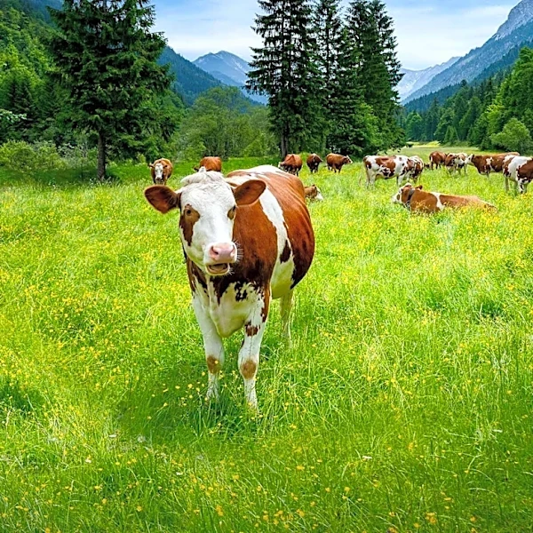 Conservationists Plan Lawsuit Against Forest Service Over Cattle Grazing in Wyoming