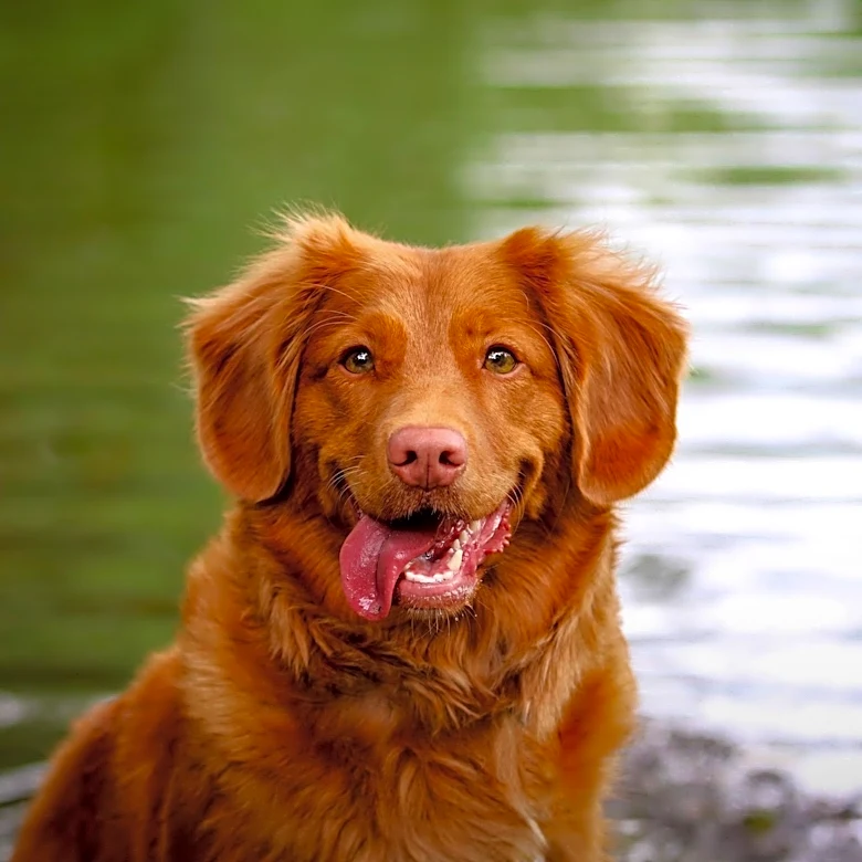 Stoughton Officials Warn Residents to Keep Pets Out of Ames Pond After Dog's Death
