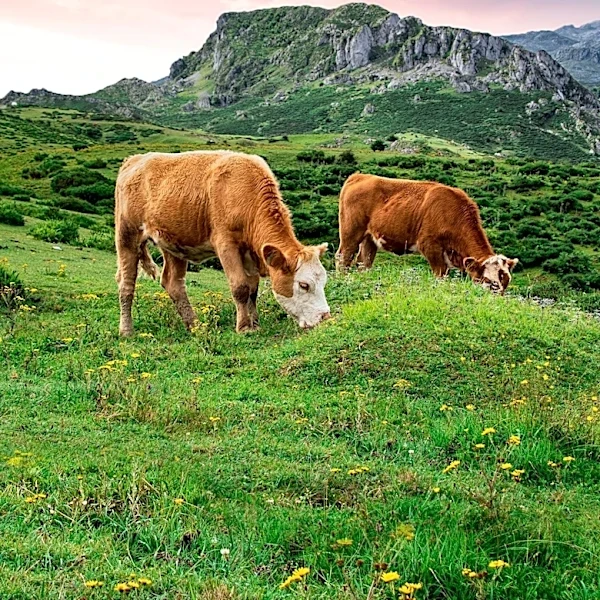 Conservationists Plan Lawsuit Against Forest Service Over Cattle Grazing in Gros Ventre Range