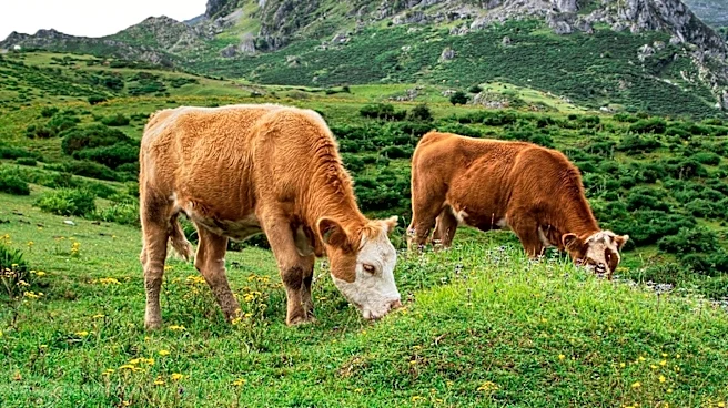 Conservationists Plan Lawsuit Against Forest Service Over Cattle Grazing in Gros Ventre Range
