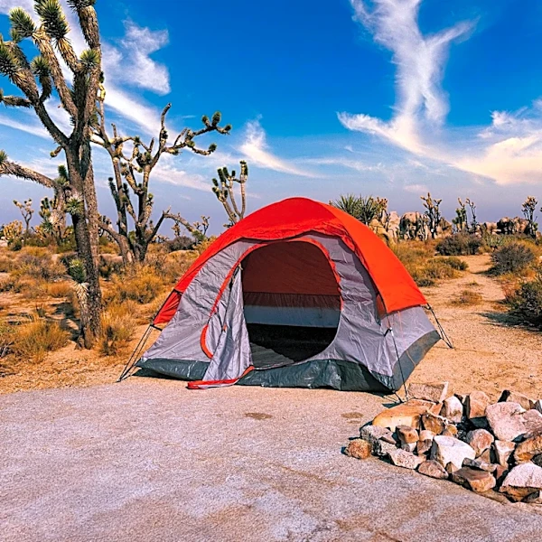 California Utilizes New Software for Joshua Tree Recovery Post-Dome Fire