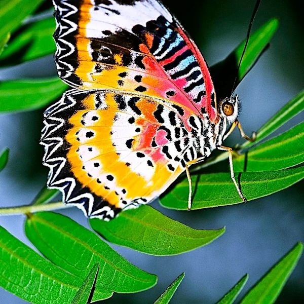 Young Japanese Student's Butterfly Research Challenges Insect Memory Assumptions