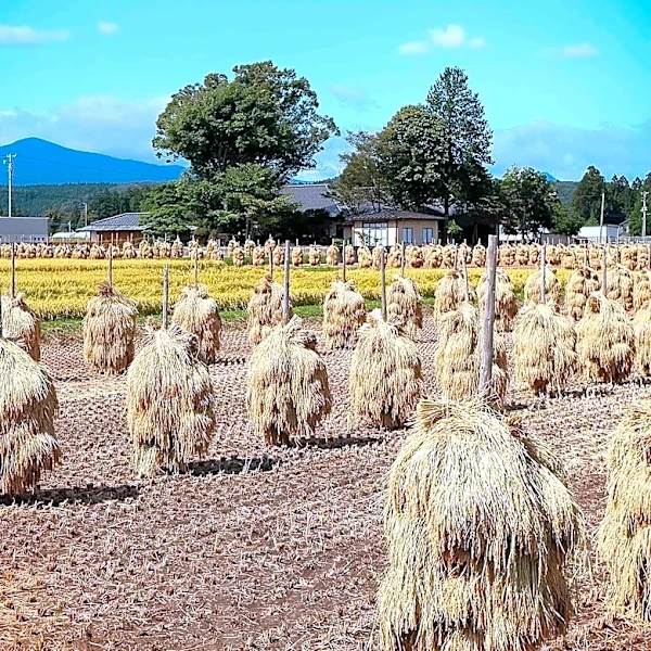African Development Bank and Japan Support Regenerative Agriculture in Ethiopia to Boost Productivity