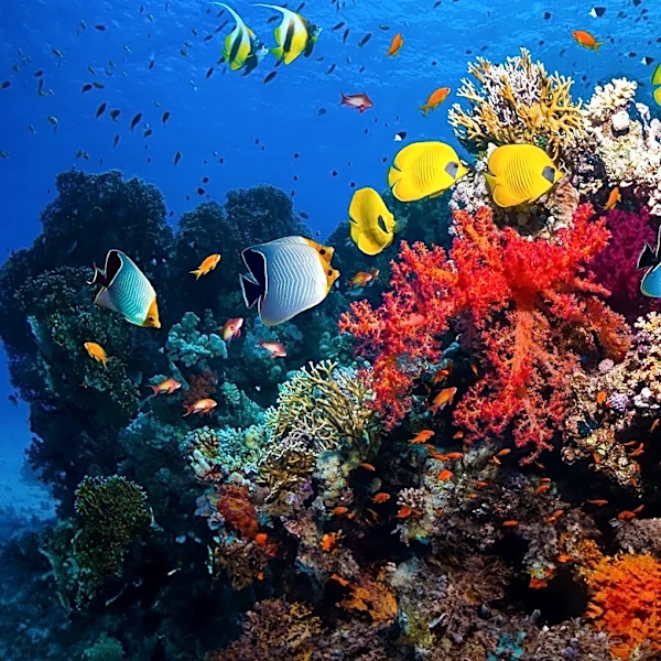 E6 Dive Site in Fiji Offers Unique Marine Experiences Amidst Strong Currents