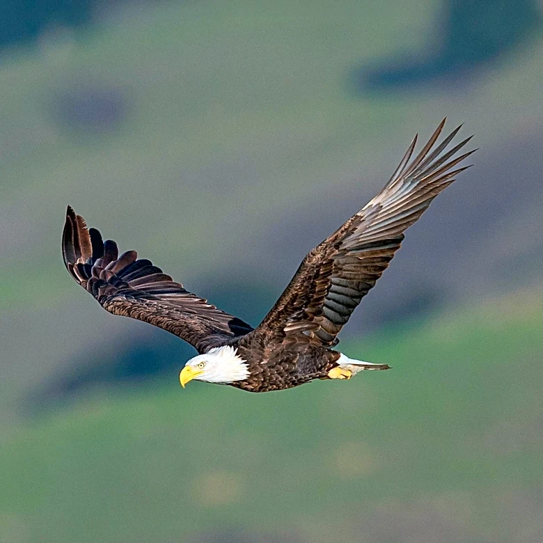 Ojai Raptor Center Reports Worsening Anemia in Celebrity Bald Eagle Jackie