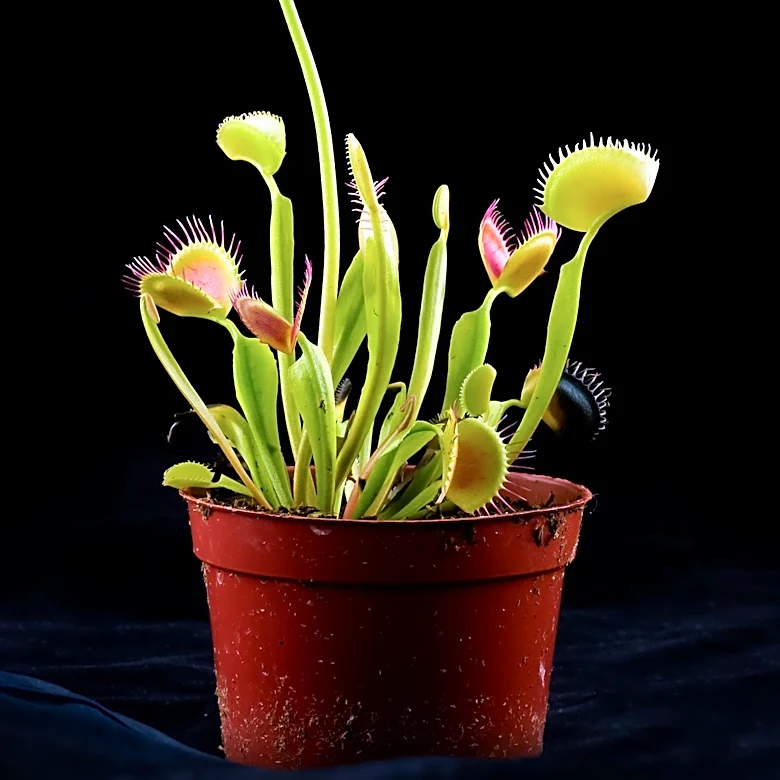 Darwin's Theory on Carnivorous Plants Confirmed After 150 Years