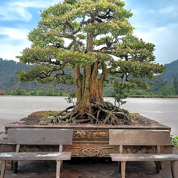 Ancient Olive Trees Damaged in Wildfires Rehabilitated into Bonsai Trees for Public Display