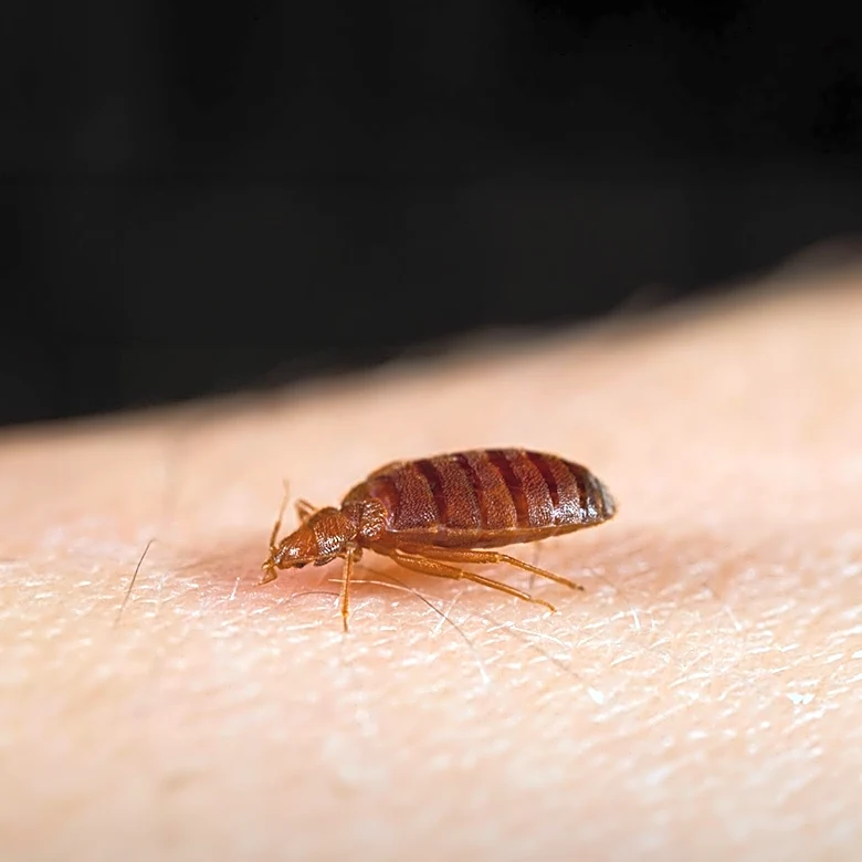 Tularemia Cases in Suffolk County Highlight Tick-Borne Disease Concerns