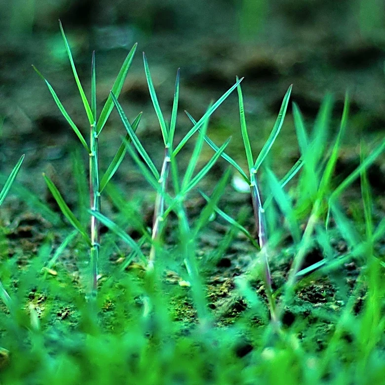 Texas A Researchers Unveil Full Genetic Blueprint of Zoysia Grass
