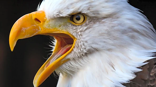 Jackie the Bald Eagle's Health Struggles Lead to Caregiver Harassment