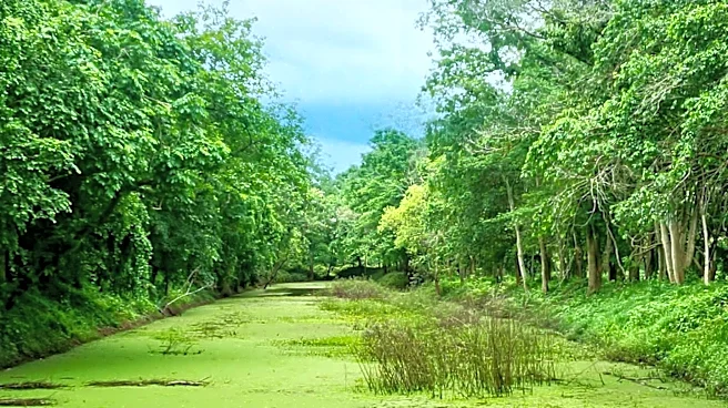 Kansas Health Department Issues Blue-Green Algae Warning for Lakes