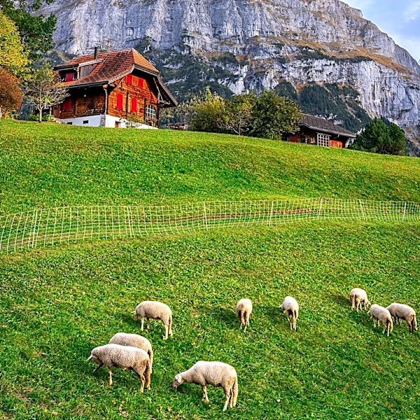 European Union Predicts Decline in Beef and Sheep Production for 2026