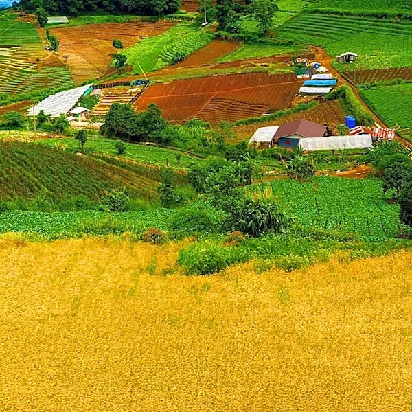International Rescue Committee Seeks Manager for Agricultural Project in Burundi