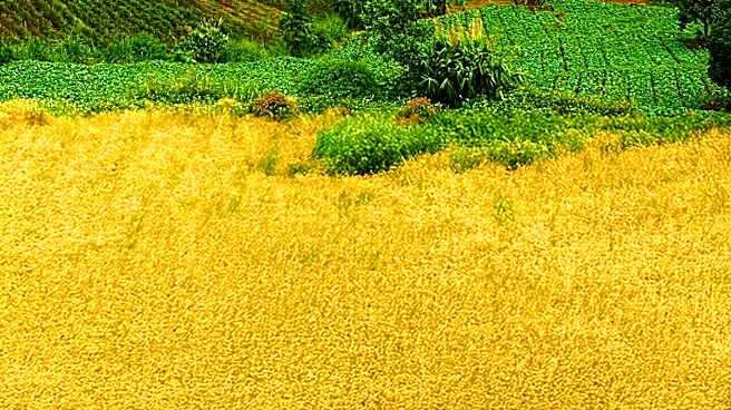 International Rescue Committee Seeks Manager for Agricultural Project in Burundi