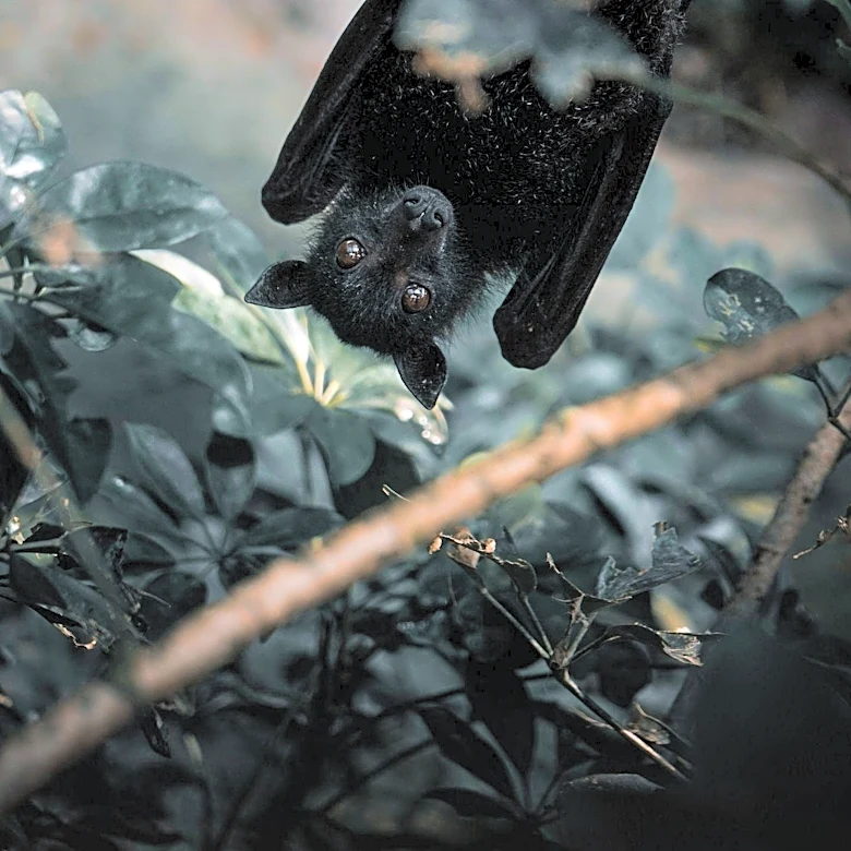Rabies-Positive Bat Found in Golden Valley Home, Colony Discovered