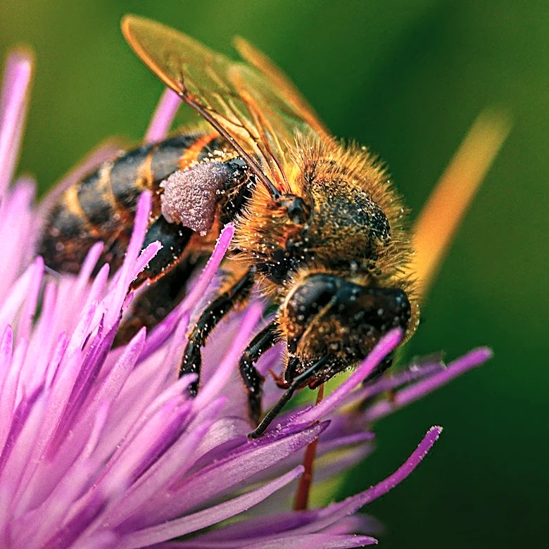 Living on Earth: Exploring the Role of Flowers and Pollinators