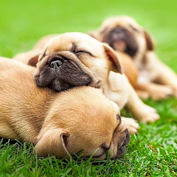 California Bans Online Puppy Deliveries to Curb Deceptive Sales
