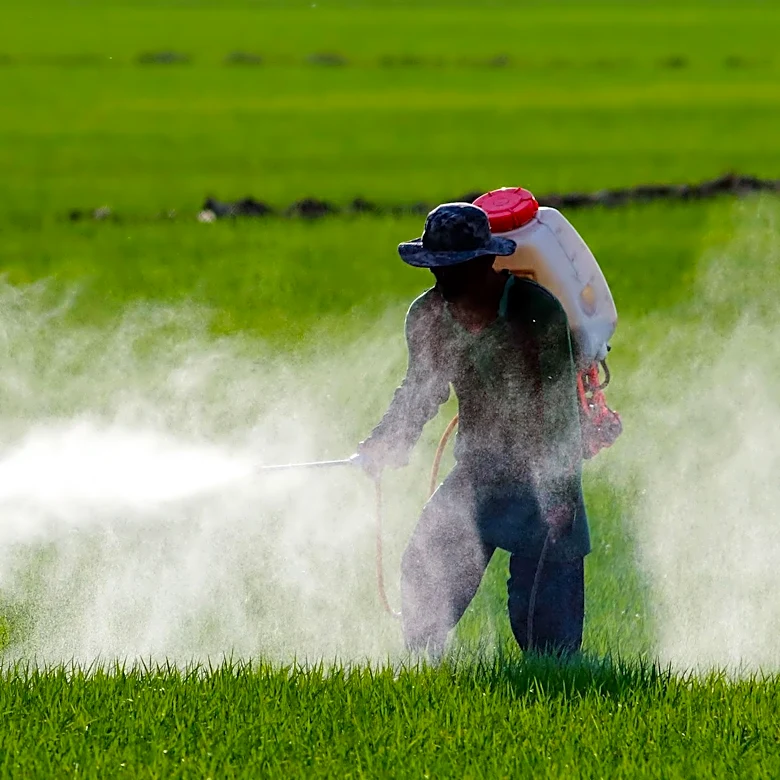 Italian Municipality Launches Major Mosquito Eradication Campaign Amid Chikungunya Concerns