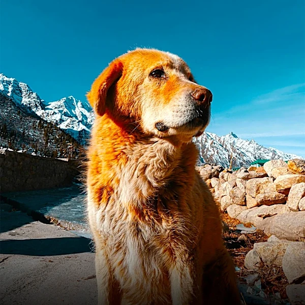 Dog Rescued After Overnight Ordeal on Thunder Mountain