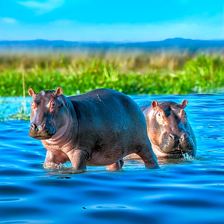 Video Captures Hippo Charging Boat in Botswana, Highlights Wildlife Encounters