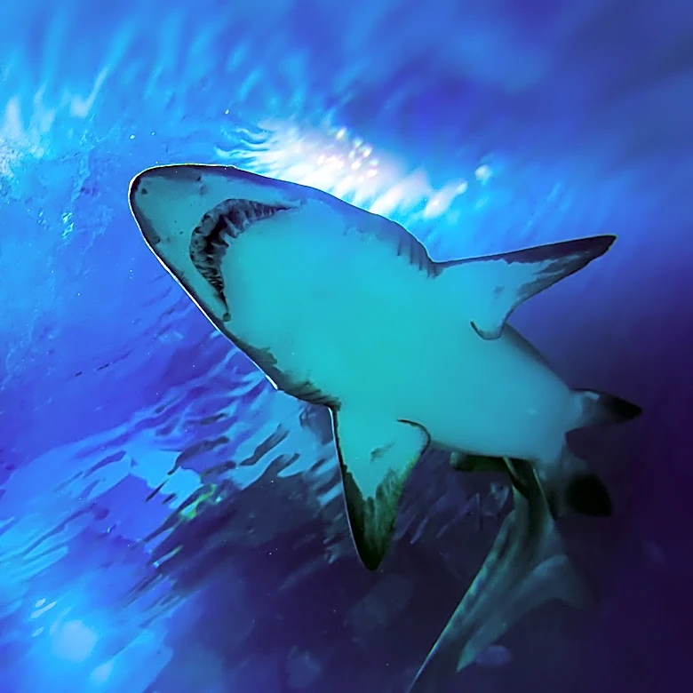 Shark Sighting Closes Swimming at Reid State Park in Georgetown