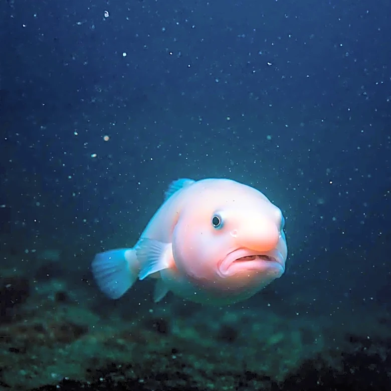 Scallops' Unique Eyesight: A Deep-Sea Marvel with 200 Eyes