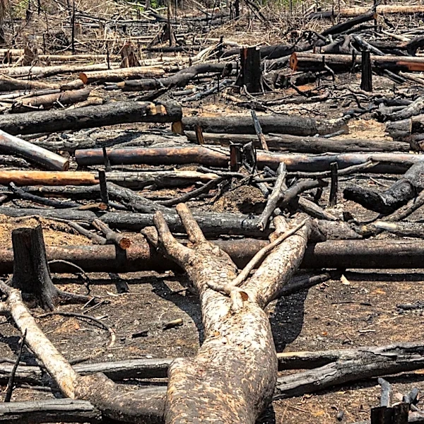 Brazilian Government Reports Lowest Amazon Deforestation in a Decade Amidst Climate Efforts