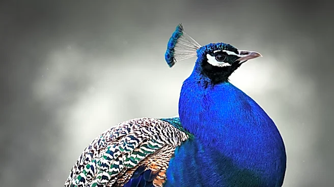 UN Geneva Welcomes Peacocks as Symbol of International Cooperation