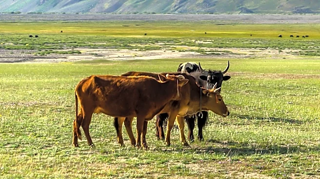 Environmental Groups Challenge Forest Service's Cattle Grazing Decision in Grizzly Habitat