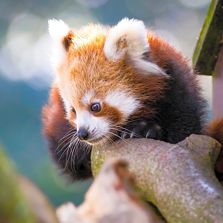 Santa Barbara Zoo Mourns Loss of Red Panda and Cubs