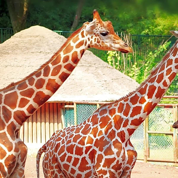 Chattanooga Zoo Cleared After Bomb Threat Deemed Non-Credible