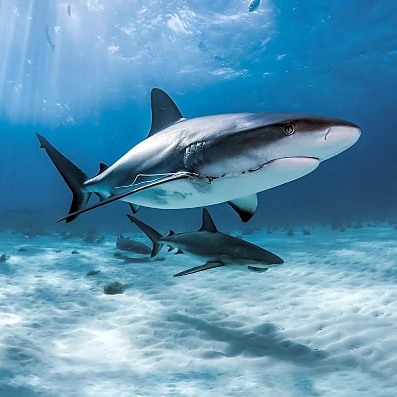University of Delaware Researchers Use Sharks to Enhance Hurricane Forecasting